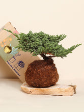 Bonsai Kokedama Pino de 3 años en Piedra